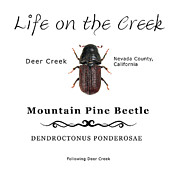 Mountain Pine Beetle color Digital Art by Lisa Redfern