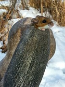 Mouse House Photograph by Brook Burling