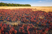 Mudflat Garden Photograph by Tim Newton