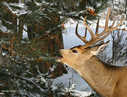 Mule Deer Browsing Photograph by Mindy Musick King Mule Deer Browsing Photograph by Mindy Musick King