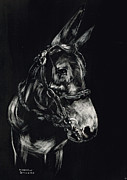Mule Polly in Black and White Drawing by Andrew Gillette