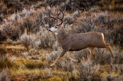 Mulie Buck Photograph by Rikk Flohr Mulie Buck Photograph by Rikk Flohr