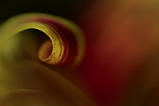 Mum Curl Abstract Photograph by Bob Cournoyer