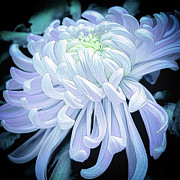 Mum in White Photograph by Julie Palencia