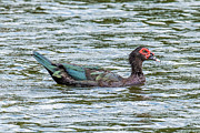 Muscovey Duck Photograph by Paul Freidlund