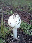 Mushroom in the Grass Photograph by Pamela Henry Mushroom in the Grass Photograph by Pamela Henry