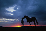 Mustang and Foal at Sunset Photograph by Yva Momatiuk John Eastcott