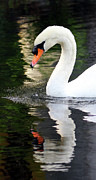 Reflection Of A Mute  Photograph by Jennifer Robin