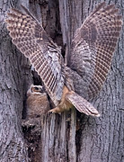 My what big wings you have momma Photograph by Rudy Viereckl