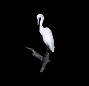 Mystery of the Great White Photograph by Mark Andrew Thomas