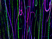 Mystic Lights 15 Digital Art by Donna Corless
