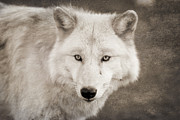 Mystical Creature Photograph by Ana V Ramirez
