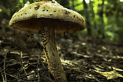 Mystical Forest Photograph by Pete Federico