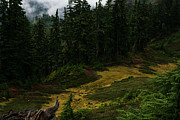 Mystical Forest Photograph by Tom Cochran