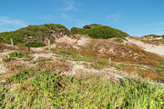 NaNa Dunes, American Beach, Florida Photograph by Dawna Moore Photography