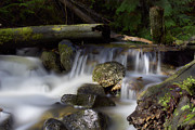 Nancy Creek 5 Photograph by Loni Collins