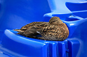 Nap Time  Photograph by James Steele
