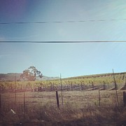 Napa ;) Photograph by Meredith Leah