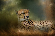 Napping In The Brush Photograph by Jai Johnson