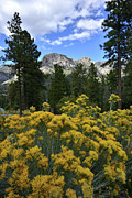 Natural Area Beneath Mt. Charleston Photograph by Ray Mathis