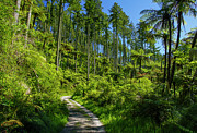 Natural New Zealand Photograph by Brian Kamprath Natural New Zealand Photograph by Brian Kamprath