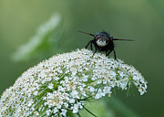 Nature Up Close Photograph by Holden The Moment