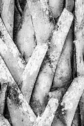 Natures Abstract Black and White Photograph by Julie Palencia