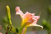 Nature's Beauty 125 Photograph by Deena Withycombe