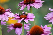 Nature's Beauty 66 Photograph by Deena Withycombe