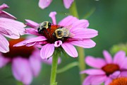 Nature's Beauty 69 Photograph by Deena Withycombe
