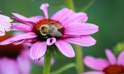 Nature's Beauty 70 Photograph by Deena Withycombe