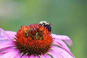 Nature's Beauty 73 Photograph by Deena Withycombe