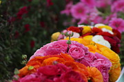 Nature's Bridal Bouquet Photograph by Colleen Cornelius Nature's Bridal Bouquet Photograph by Colleen Cornelius