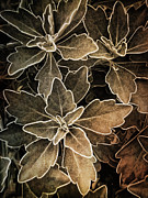 Natures Patterns Photograph by Jill Love