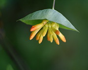 Nature's Umbrella Photograph by Ben Upham III
