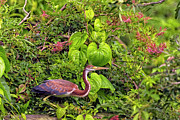 Natures Wildlife Paradise Painting Mixed Media by DB Hayes