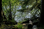 Near water of the forest lake. Photograph by Elena Perelman