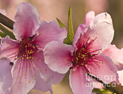 Nectarine Flowers Photograph by Inga Spence