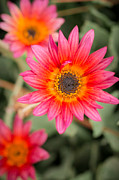 Neon Daisies Photograph by Ana V Ramirez