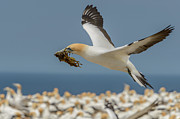 Nest Building Photograph by Werner Padarin