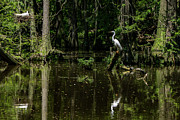 Nesting Egrets Photograph by David Smith