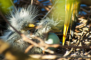New Arrivals Photograph by Carolyn Marshall
