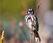 New Holland Honeyeater  Photograph by Steven Ralser