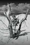 New Life between Dead Tree Branches Photograph by Randall Nyhof New Life between Dead Tree Branches Photograph by Randall Nyhof