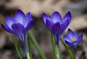 New life Photograph by Dan Hefle