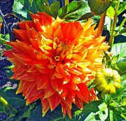New Life Photograph by Joyce Creswell