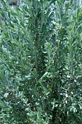 New Sage Photograph by Ron Cline New Sage Photograph by Ron Cline