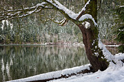 New Snow Photograph by Randy Hall