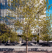 Trees on Fed plaza Photograph by Mike Evangelist