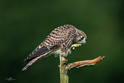 Next step of the young european kestrel Photograph by Torbjorn Swenelius